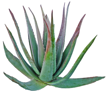 Sirop d'agave