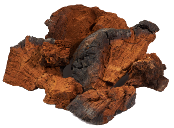 Champignon Chaga