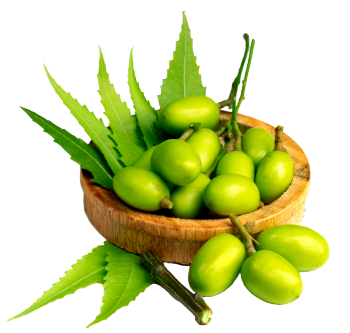 Huile de Neem