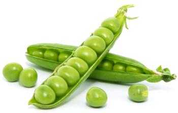 Protéine de pois