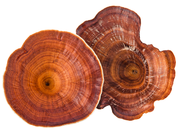 Champignon Reishi
