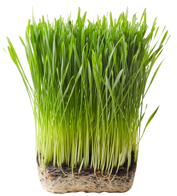 Herbe de blé