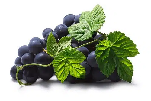 French grape seed