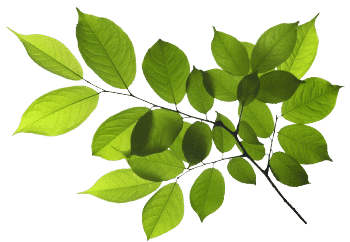 extrait de renouée du Japon