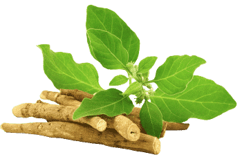 extrait d'ashwagandha