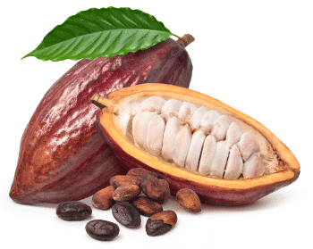 Poudre de cacao