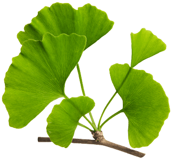 extrait de Ginkgo biloba