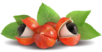 extrait de guarana
