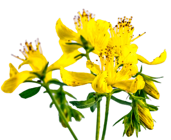 extrait de millepertuis