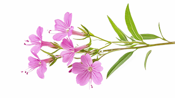 extrait de saule commun